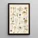 Lepiota cristata - Hans Baldung — indrammet kunstværk på væggen