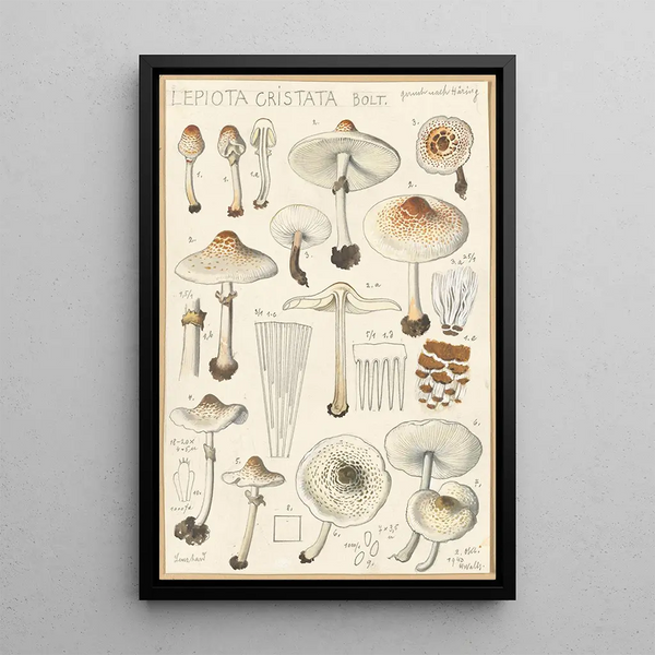 Lepiota cristata - Hans Baldung — indrammet kunstværk på væggen
