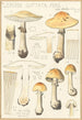 Lepiota guttata pers - Hans Baldung — visning af kunstværket