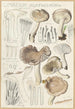 Limacium agathosmum - Hans Baldung — visning af kunstværket