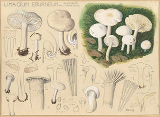 Limacium éburnéum - Hans Baldung — visning af kunstværket