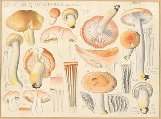 Limacium glutiniferum - Hans Baldung — visning af kunstværket