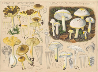 Limacium hypothejum Limacium chrysodon - Hans Baldung — visning af kunstværket