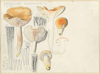 Hans Walty - Limacium pudorinum Fr.webp