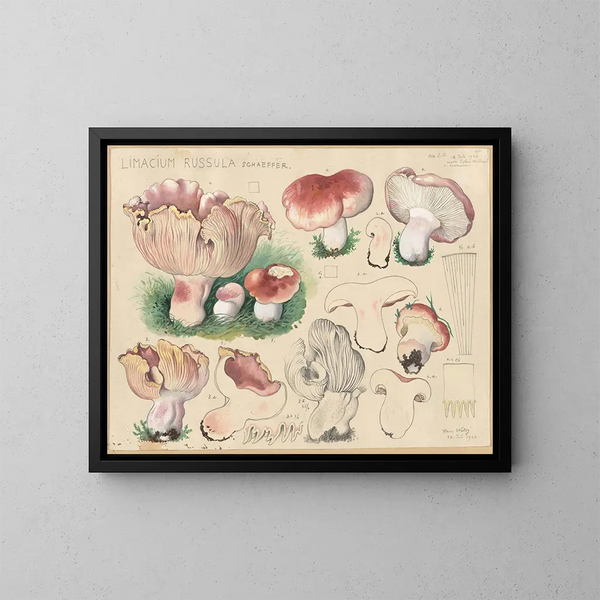 Limacium russula - Hans Baldung — indrammet kunstværk på væggen