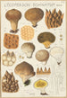 Lycoperdon enchinatum - Hans Baldung — visning af kunstværket