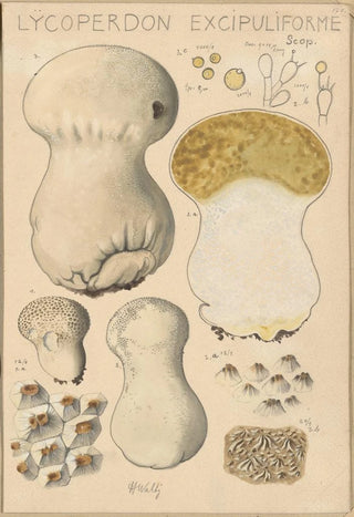 Hans Walty - Lycoperdon excipuliforme.webp