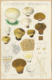 Lycoperdon hyemale - Hans Baldung — visning af kunstværket