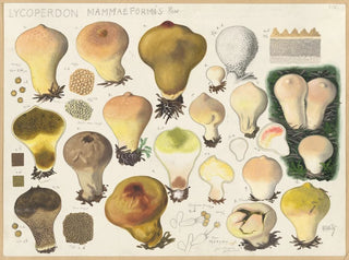 Lycoperdon mammaeforme - Hans Baldung — visning af kunstværket