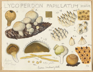 Lycoperdon papillatum - Hans Baldung — visning af kunstværket
