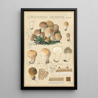 Hans Walty - Lycoperdon piriforme.webp