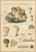 Lycoperdon piriforme - Hans Baldung — visning af kunstværket