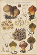 Lycoperdon umbrinum - Hans Baldung — visning af kunstværket