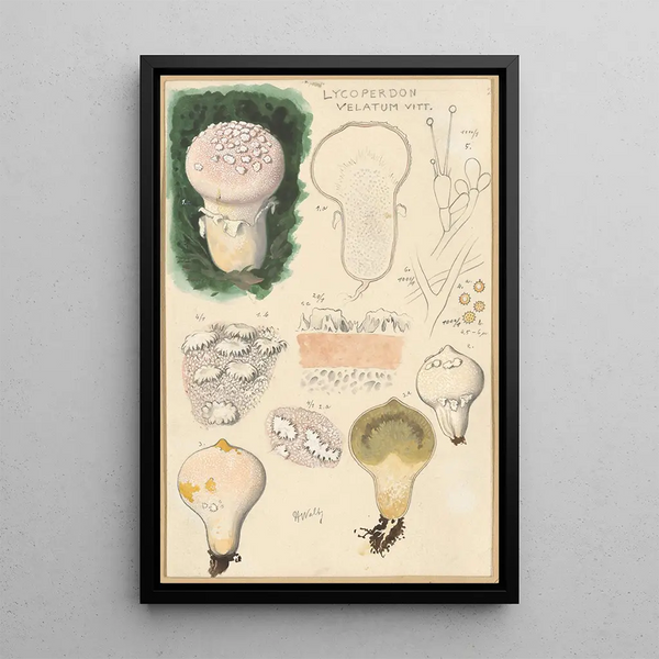 Lycoperdon velatum - Hans Baldung — indrammet kunstværk på væggen