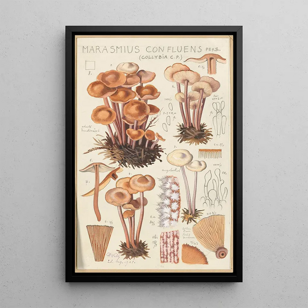 Marasmius confluens - Hans Baldung — indrammet kunstværk på væggen