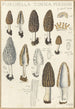 Morchella conica persoon - Hans Baldung — visning af kunstværket