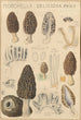Morchella deliciosa - Hans Baldung — visning af kunstværket
