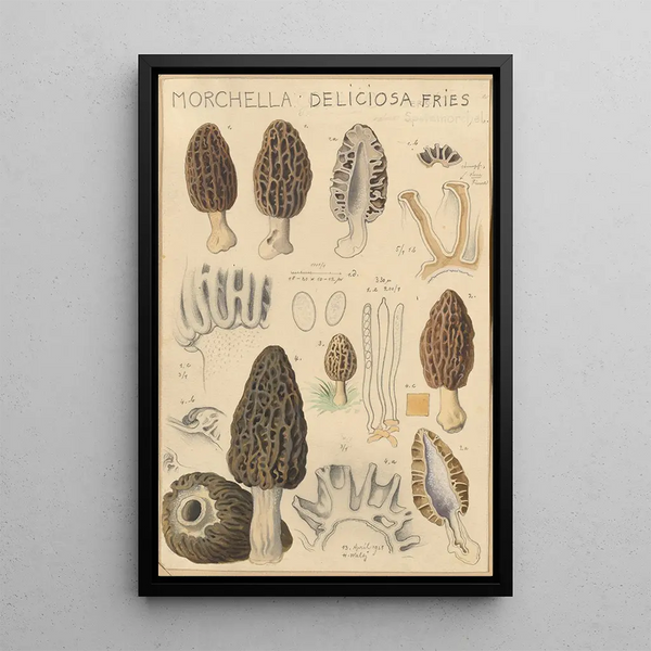 Morchella deliciosa - Hans Baldung — indrammet kunstværk på væggen