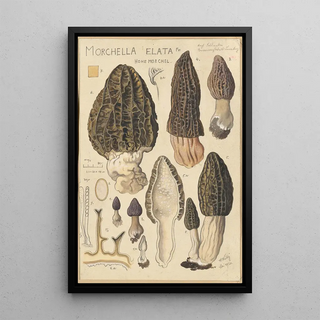 Hans Walty - Morchella elata.webp