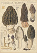 Morchella elata - Hans Baldung — visning af kunstværket