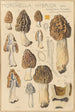 Morchella hybrida - Hans Baldung — visning af kunstværket