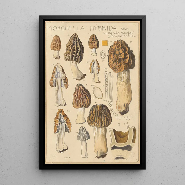 Morchella hybrida - Hans Baldung — indrammet kunstværk på væggen