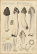 Morchella rimosipes - Hans Baldung — visning af kunstværket