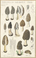 Morchella vulgaris - Hans Baldung — visning af kunstværket