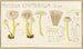 Mycena epipterygia - Hans Baldung — visning af kunstværket