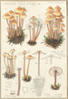 Mycena prolifera - Hans Baldung — visning af kunstværket