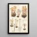 Mycena prolifera - Hans Baldung — indrammet kunstværk på væggen