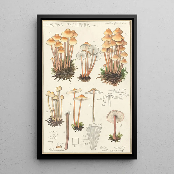 Mycena prolifera - Hans Baldung — indrammet kunstværk på væggen