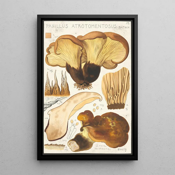Paxillus atrotomentosus Batsch 2 - Hans Baldung — indrammet kunstværk på væggen