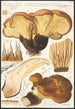 Paxillus atrotomentosus Batsch 2 - Hans Baldung — visning af kunstværket
