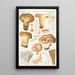 Paxillus involutus Batsch - Hans Baldung — indrammet kunstværk på væggen