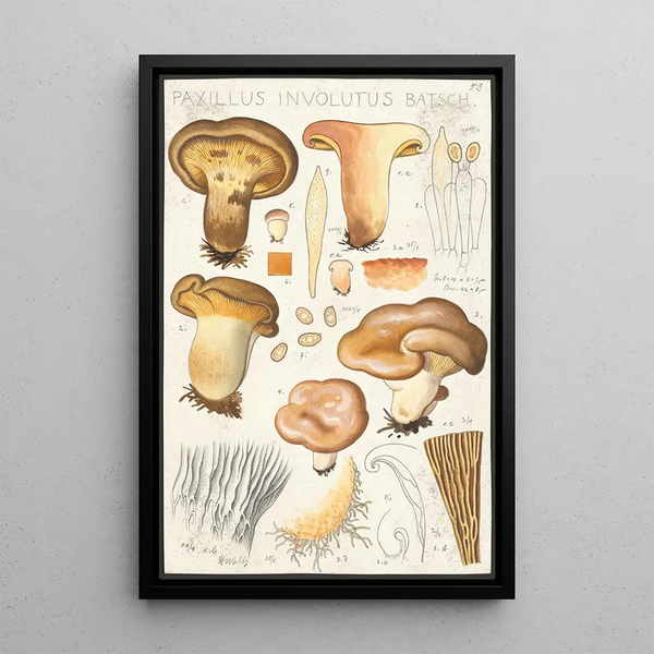 Paxillus involutus Batsch - Hans Baldung — indrammet kunstværk på væggen