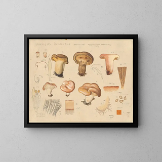 Hans Walty - Paxillus involutus Batsch 1796.webp