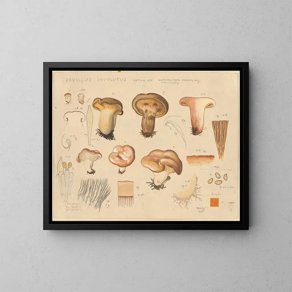 Paxillus involutus - Hans Baldung — indrammet kunstværk på væggen