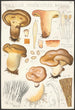 Paxillus involutus Batsch - Hans Baldung — visning af kunstværket