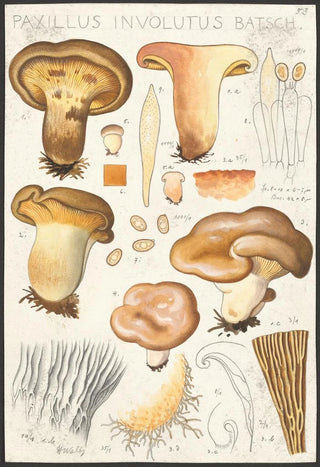 Hans Walty - Paxillus involutus Batsch.webp