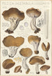 Peziza acetabula vulgaris - Hans Baldung — visning af kunstværket