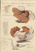 Peziza venosa var Reticulata greville - Hans Baldung — visning af kunstværket