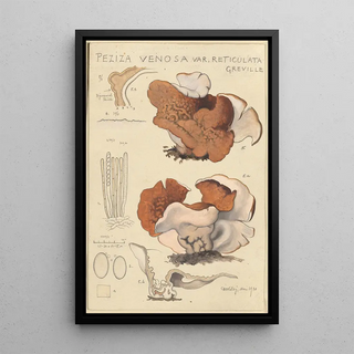 Hans Walty - Peziza venosa var Reticulata greville.webp