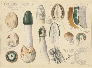 Phallus impudicus - Hans Baldung — visning af kunstværket