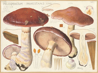 Phlegmacium praestans - Hans Baldung — visning af kunstværket