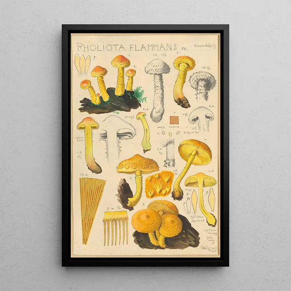 Pholiota flammans Pholiota caperata - Hans Baldung — indrammet kunstværk på væggen