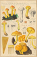 Pholiota flammans Pholiota caperata - Hans Baldung — visning af kunstværket