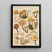 Pholiota mutabilis Schaeffer - Hans Baldung — indrammet kunstværk på væggen