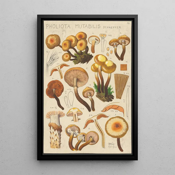 Pholiota mutabilis Schaeffer - Hans Baldung — indrammet kunstværk på væggen