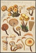 Pholiota mutabilis Schaeffer - Hans Baldung — visning af kunstværket